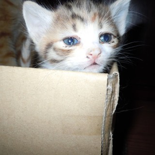 メスの子猫＊かわいがってくださる方探してます
