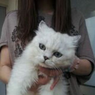 １歳～２歳までのチンチラの女の子