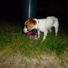 ジャックラッセルテリア♀7ヶ月のサクラちゃん サムネイル2