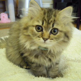 子猫の里親さん募集します。