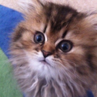 子猫の里親さん募集