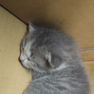 子猫の里親募集