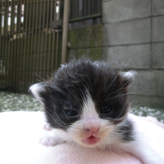 里親になってください