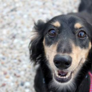 クリクリな目がかわいぃ柚穏（ゆおん）君/推定６歳