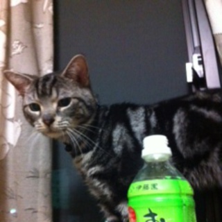 １歳未満の男の子　家族募集中