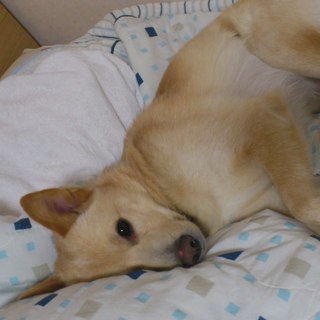 室内犬の雑種です。