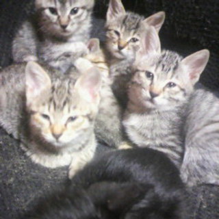 子猫6匹の里親様募集！