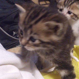 子猫ちゃん2匹里親募集