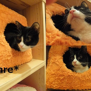 ハチワレ　あられちゃん里親さん募集中☆彡