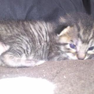 【見つかりました！】子猫の里親募集