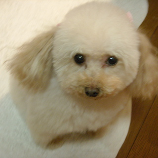 室内小型犬の里親になって下さる方