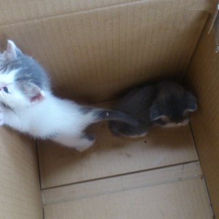 山の中に捨てられていました…