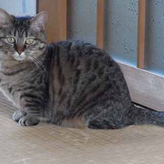 マンチカン メス 短足 里親決定! 職場の同僚宅へ