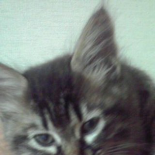 6匹の子猫の里親募集