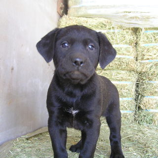 ラブラドールっぽい雑種