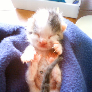 70ｇしかない天使