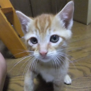 4匹の子猫ちゃんの里親募集