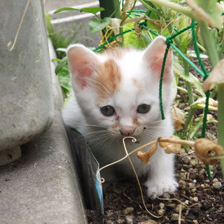 ４匹の子猫ちゃんの里親募集