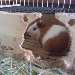 イングリッシュモルモットの里親さん急募！