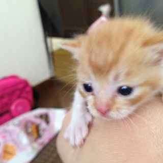 子猫を家族として迎え入れてくれる方求む！