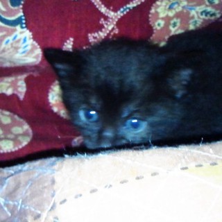 キャンセルのため急募！