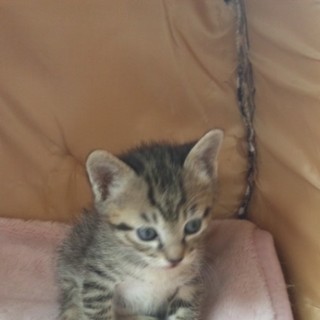 良いご縁があって、家族になることが決定しました。