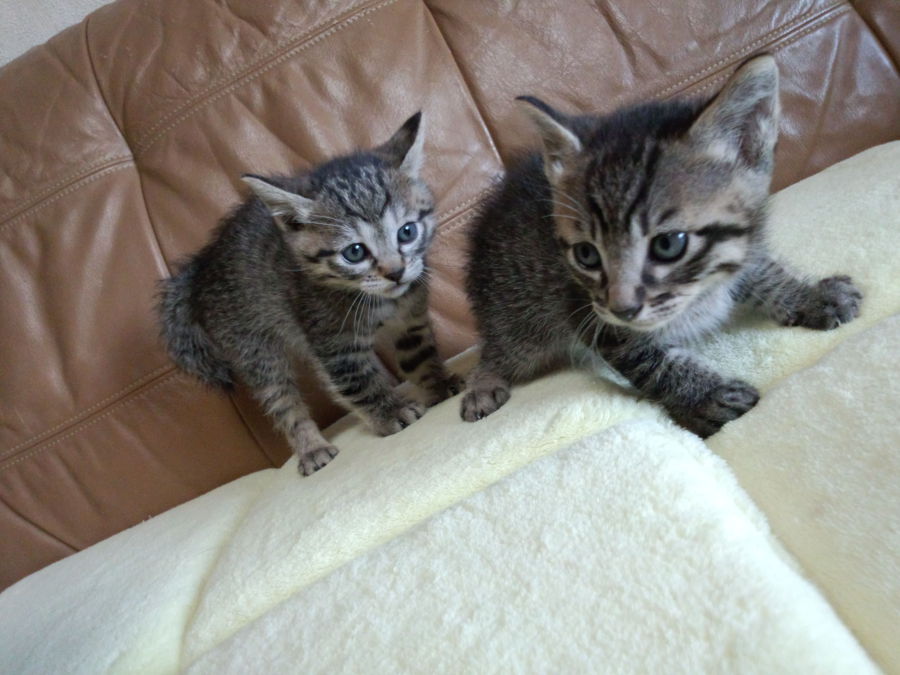 無事、里親さん見つかりました(*´∀｀)ありがとうございました！！ サムネイル1