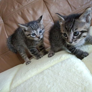 無事、里親さん見つかりました(*´∀｀)ありがとうございました！！