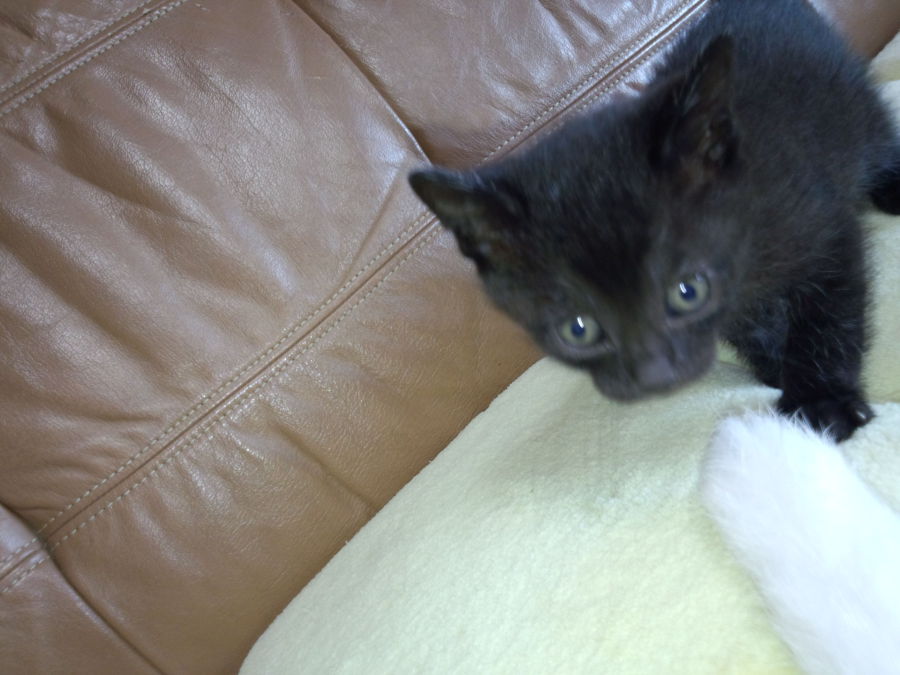 無事、里親さん見つかりました(*´∀｀)ありがとうございました！！ サムネイル2