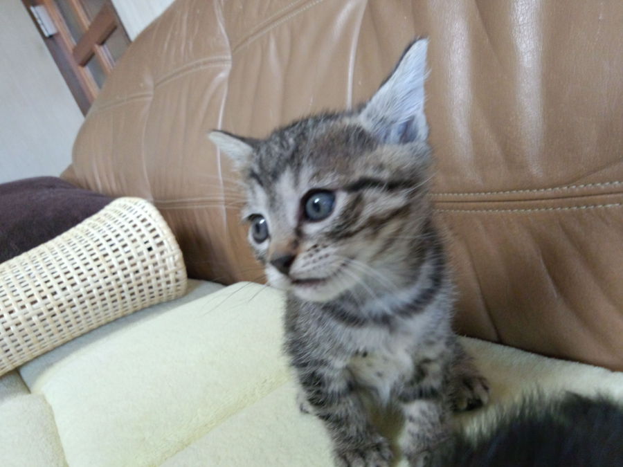 無事、里親さん見つかりました(*´∀｀)ありがとうございました！！ サムネイル3