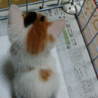 屋根裏の三毛猫ちゃん サムネイル2