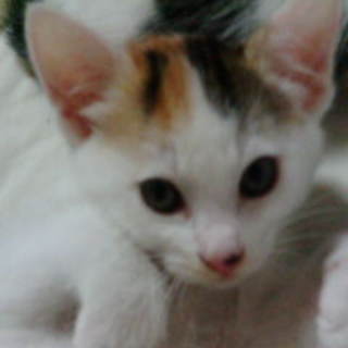 屋根裏の三毛猫ちゃん