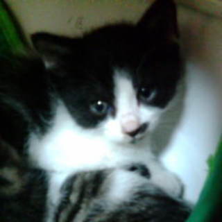 屋根裏の三毛　白黒　子猫ちゃん