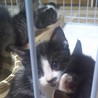 屋根裏の三毛　白黒　子猫ちゃん サムネイル3