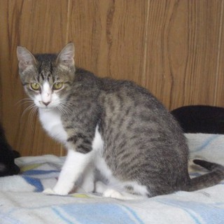 きじとら白　男の子　里親募集！