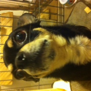 チワワの里親募集