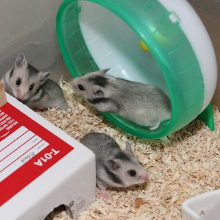 クロクマ♂白毛長♀の子供たちです