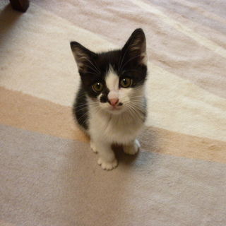 素敵な里親さまに巡り会えました！ありがとうございました。