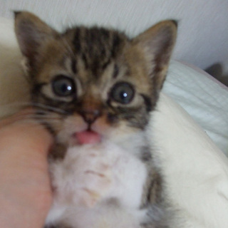 素敵な御夫婦の里親さんに決まりました。