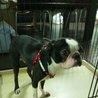 ボストンテリアの里親募集します。 サムネイル2