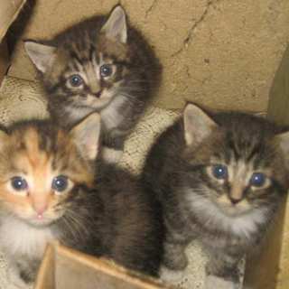 子猫が5匹生まれました。