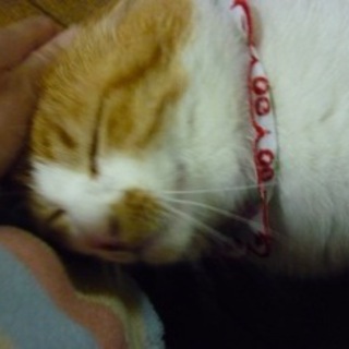 ひまわりのような男の仔ぽちゃ里親さま大募集☆