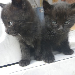 かわいい黒仔猫