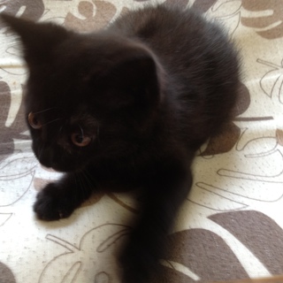 元気な焦げ茶ネコ