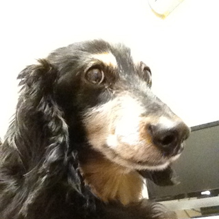 どなたか我が家の愛犬を可愛がって飼っていただけるかた