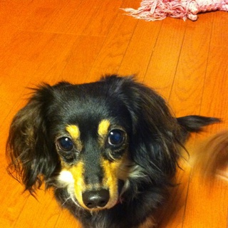 あまえたがりです。