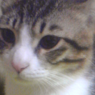 里親様を募集いたします！