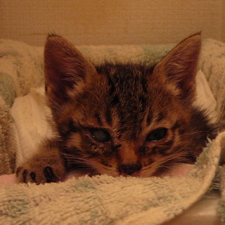 募集終了いたします。ありがとうございました。