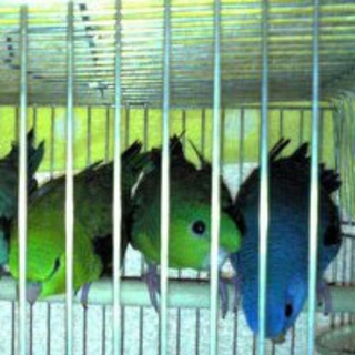 サザナミインコの里親様募集