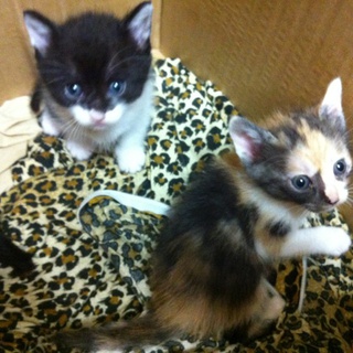 生後一ヶ月位の子猫4匹